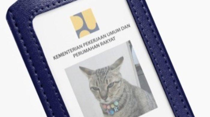 Dinas PUPR Menunjuk Seekor Kucing Betina Bernama Kokom Sebagai “pegawai” Yang Memiliki Lingkup Pengaruh. 